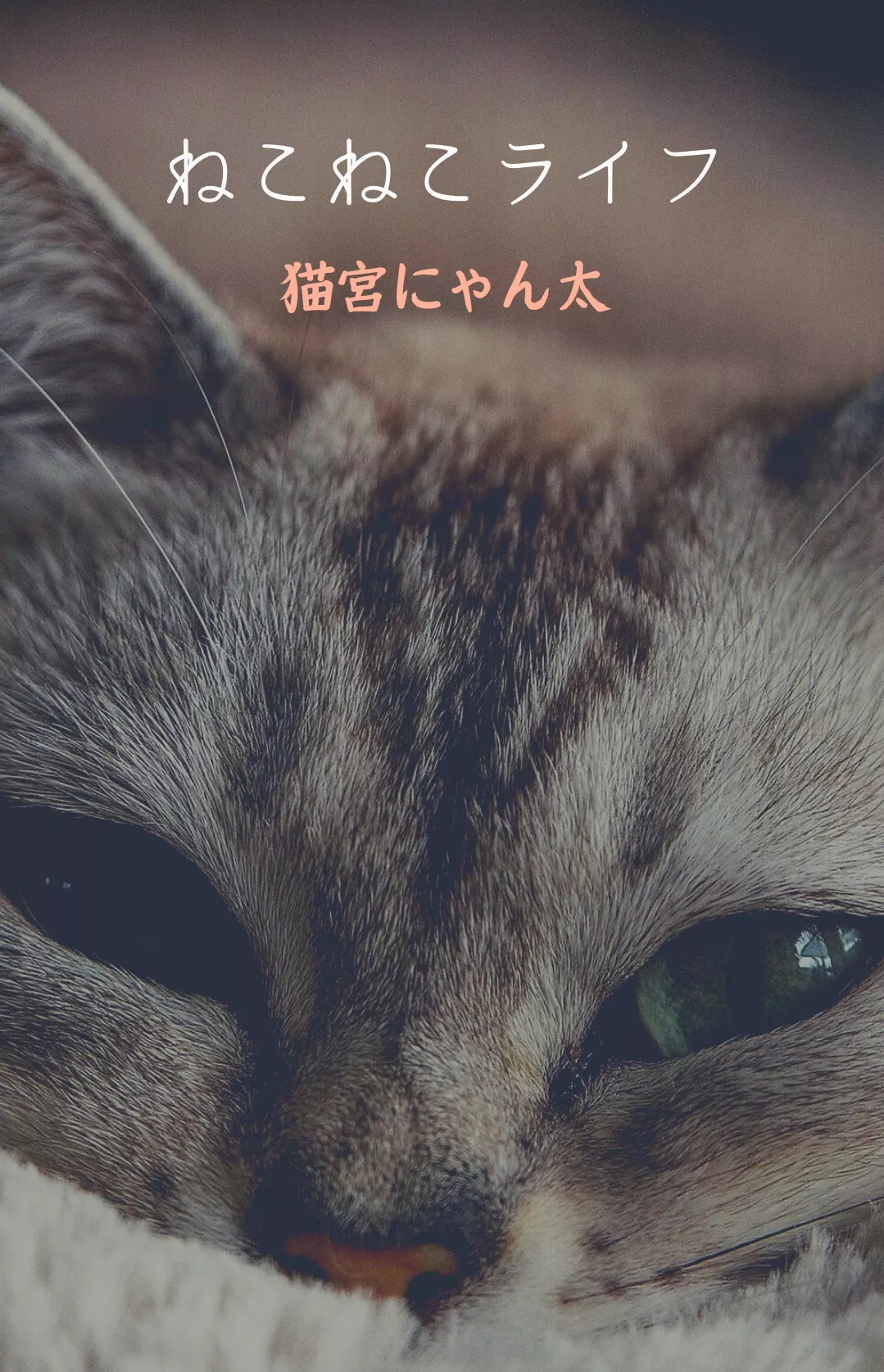 ねこねこライフ