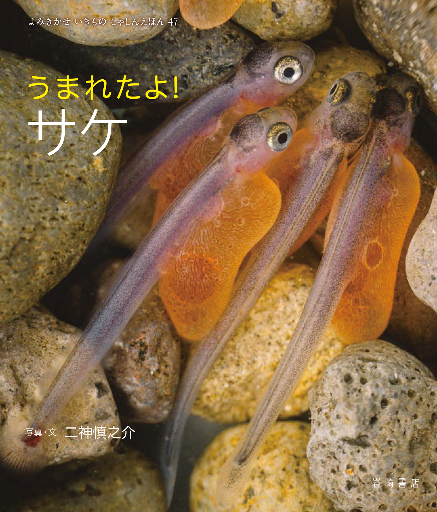 うまれたよ! シリーズ写真絵本セット5冊 うまれたよ！ サケ - 株式会社岩崎書店 この1冊が未来をつくる