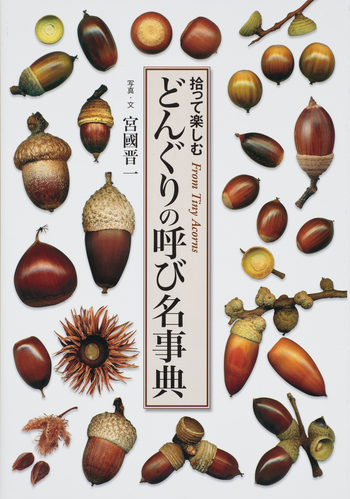 名古屋帯　銀杏とリスとドングリ GINZA “ACCENT” GIFT@銀座三越」にトンカチストアが出店します！