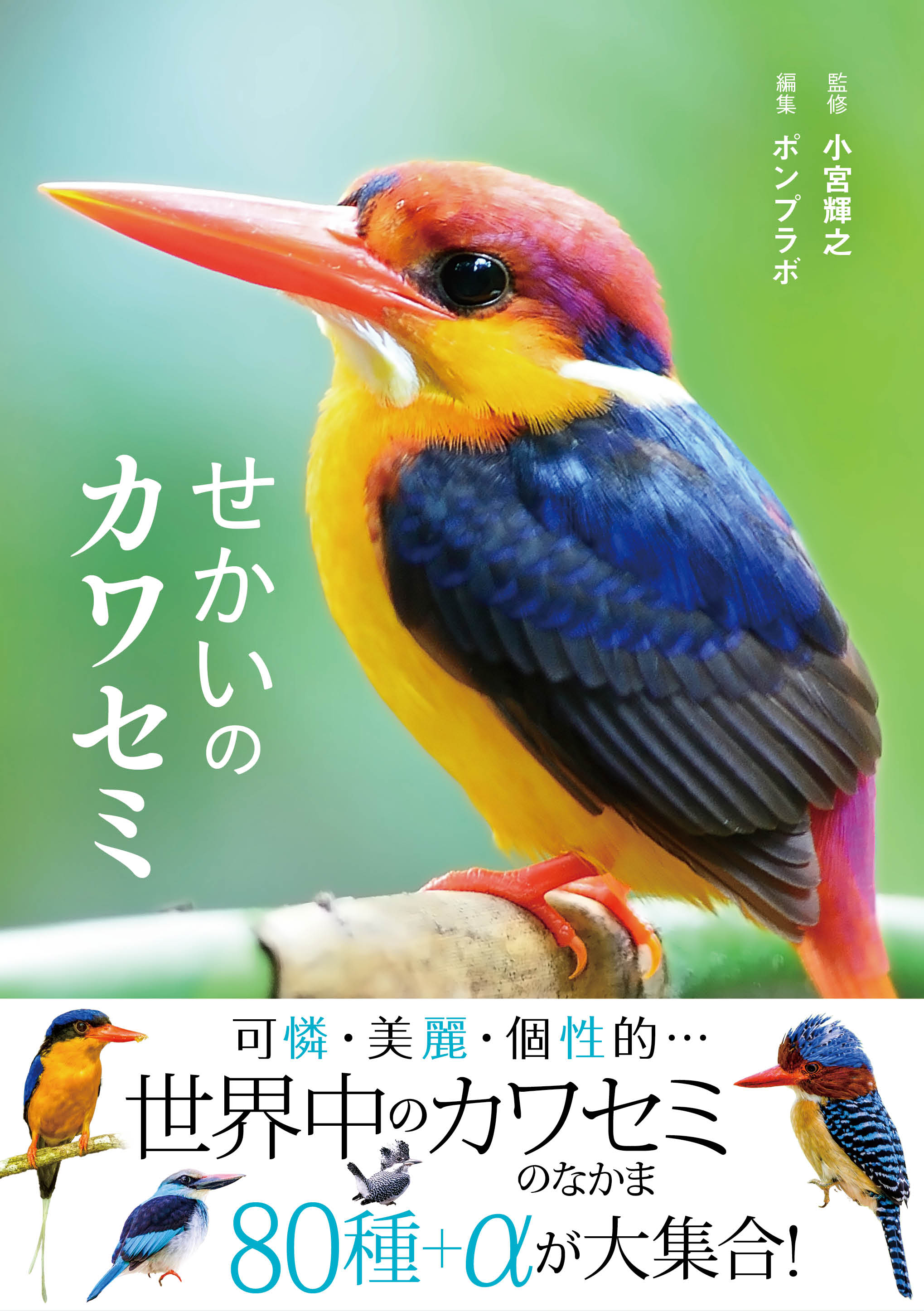 自然と科学　カラー版　カワセミのすむ川 せかいのカワセミ | 小宮輝之, ポンプラボ |本 | 通販 | Amazon