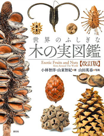 美しい木の実のようなキリアツメ【標本】 世界のふしぎな木の実図鑑【改訂版】 - 創元社