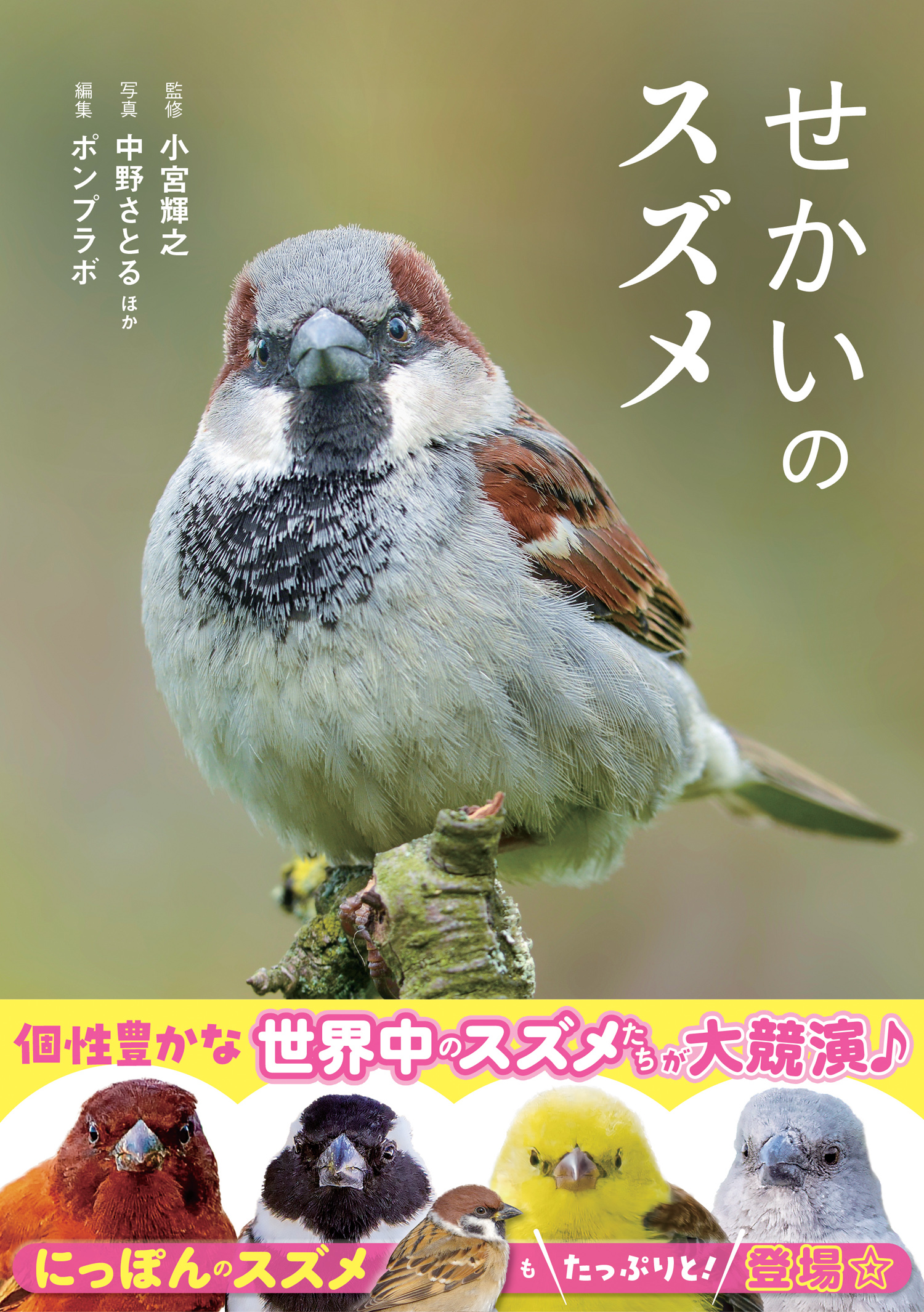 スズメ せかいのスズメ - 株式会社カンゼン