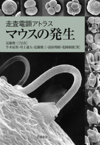 走査電顕アトラス マウスの発生／牛木 辰男, 川上 速人, 近藤 俊三