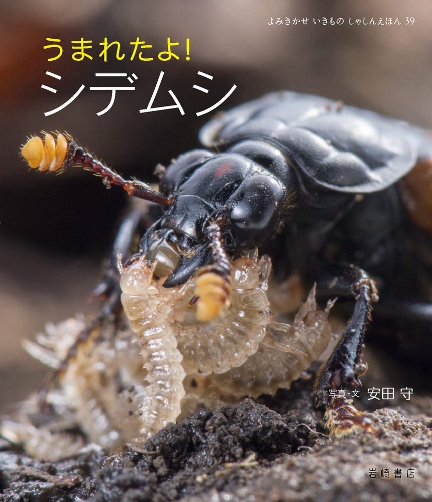 うまれたよ！ シデムシ - 株式会社岩崎書店 この1冊が未来をつくる