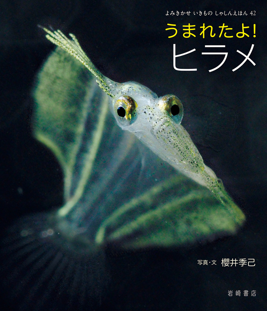 うまれたよ! シリーズ写真絵本セット5冊 うまれたよ！ ヒラメ - 株式会社岩崎書店 この1冊が未来をつくる