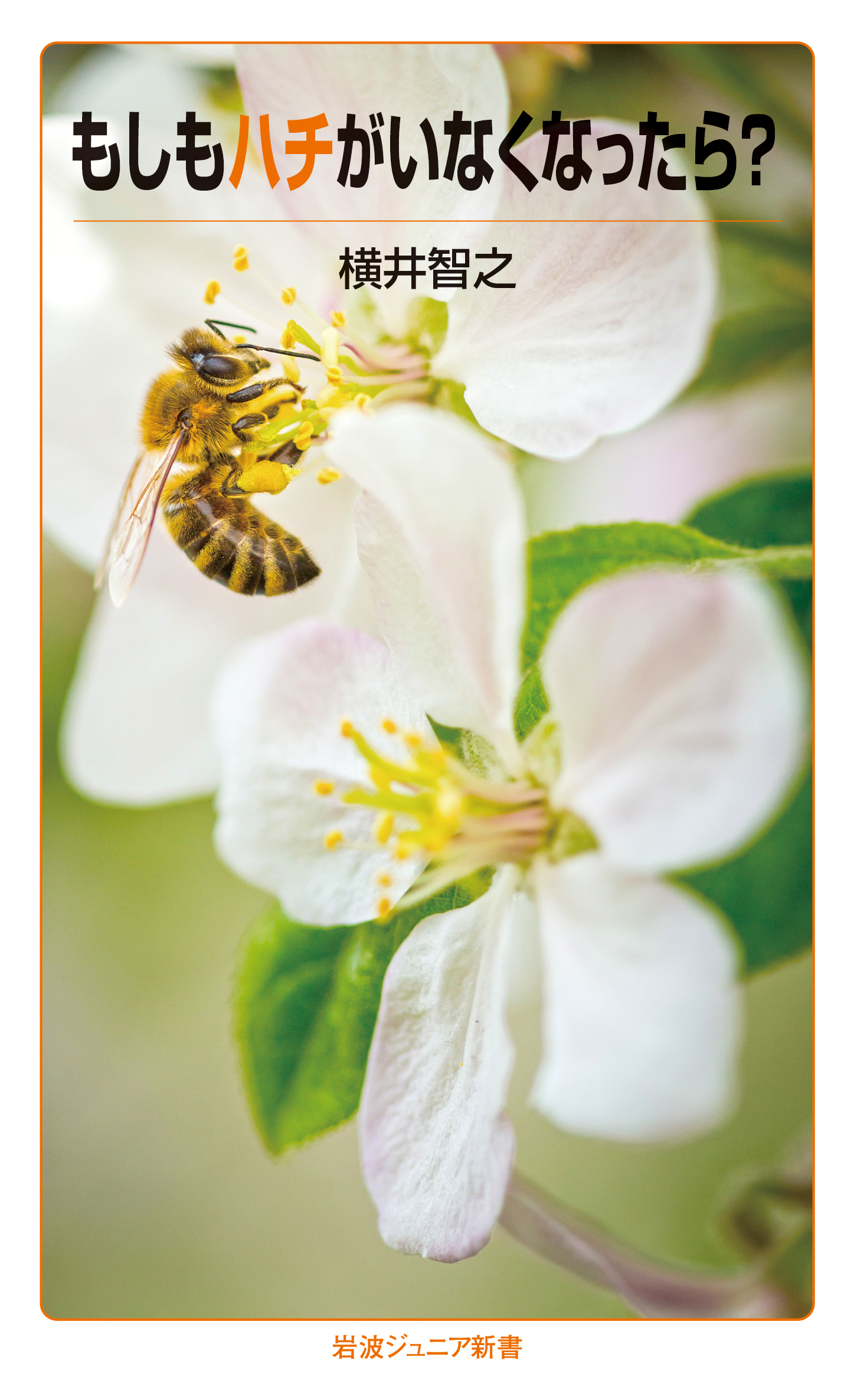 ミツバチのなぞ　岩波書店　絵本 ミツバチのなぞ 岩波書店 絵本 ミツバチのなぞ／ジョアンナ