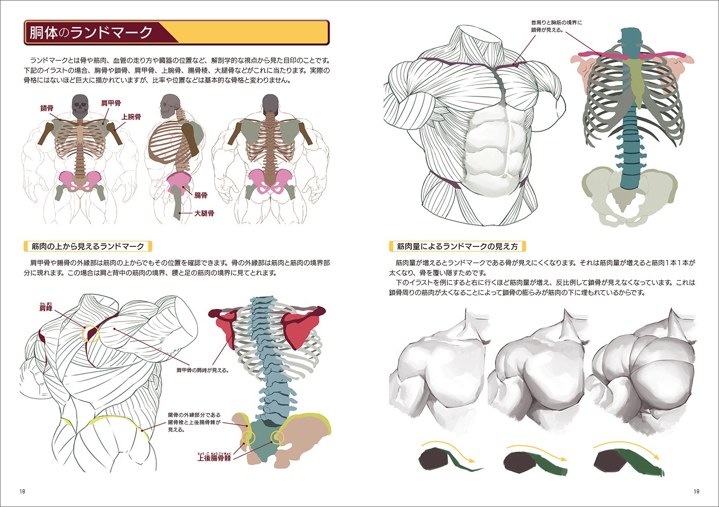 筋肉 描き 方