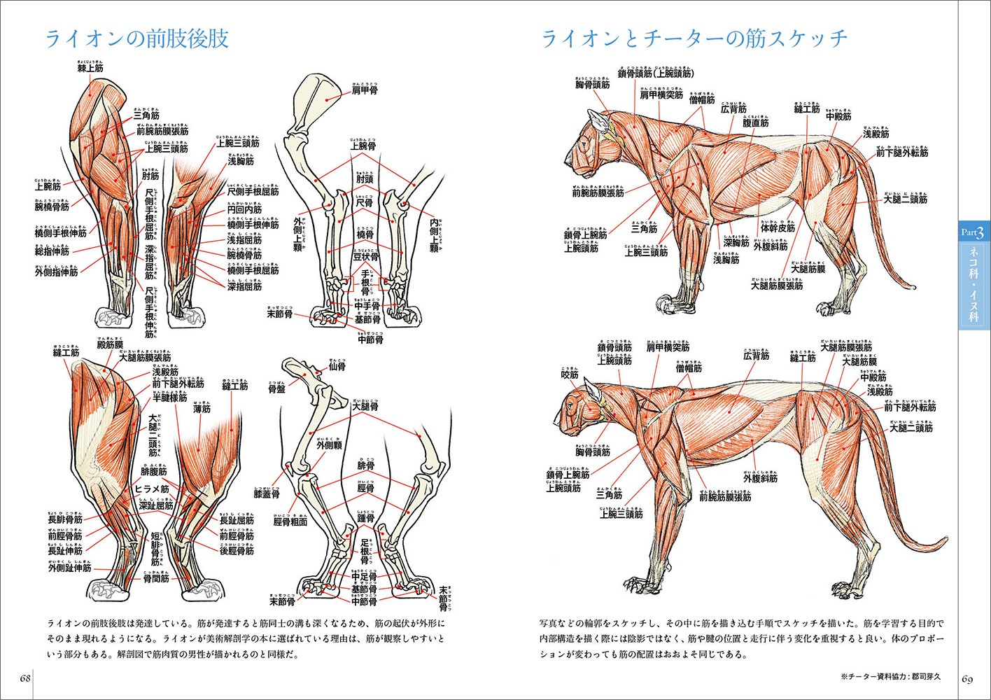 スケッチで学ぶ 動物+人比較解剖学 - 株式会社玄光社