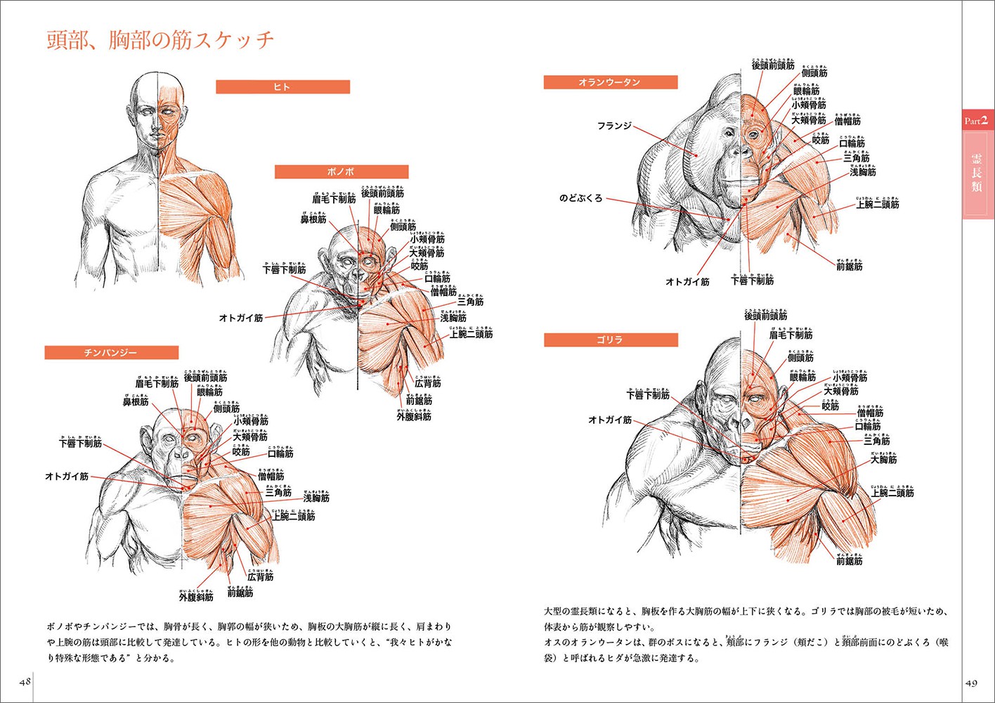 スケッチで学ぶ 動物+人比較解剖学 - 株式会社玄光社