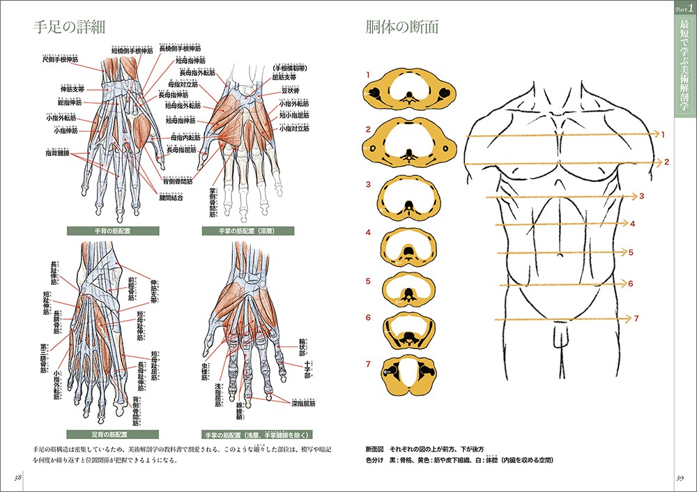 解剖学の図解書 \"Sobota 15th edition\" 図説人体解剖学 第1巻 第5版 | 岡本 道雄 |本 | 通販 | Amazon