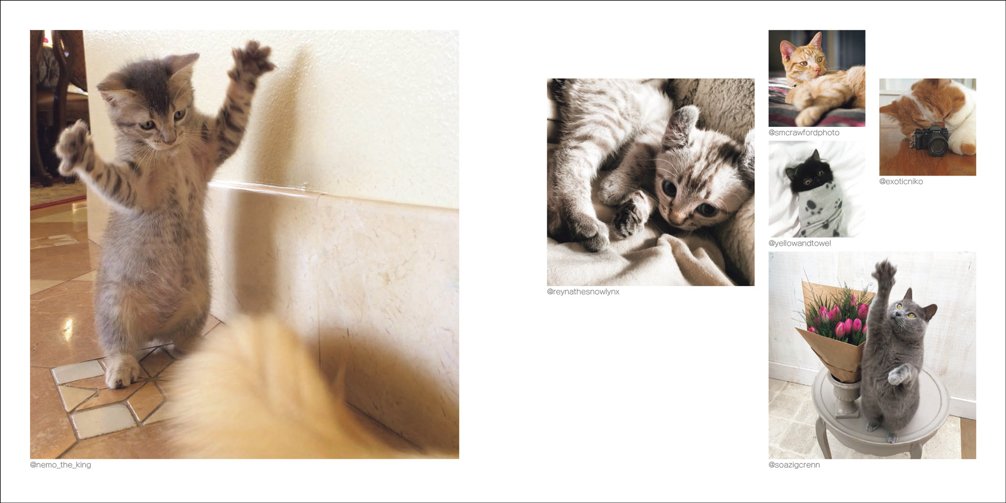CATS HANNS REICH フォトグラファーによる猫の写真を集めた作品集 CATS HANNS REICH フォトグラファーによる猫の写真を集めた作