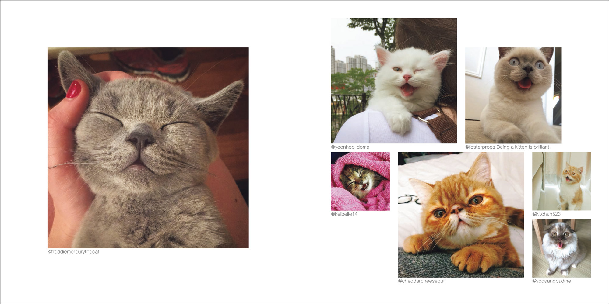 CATS ON INSTAGRAM - 株式会社玄光社