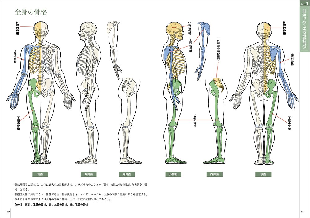 スケッチで学ぶ美術解剖学 - 株式会社玄光社