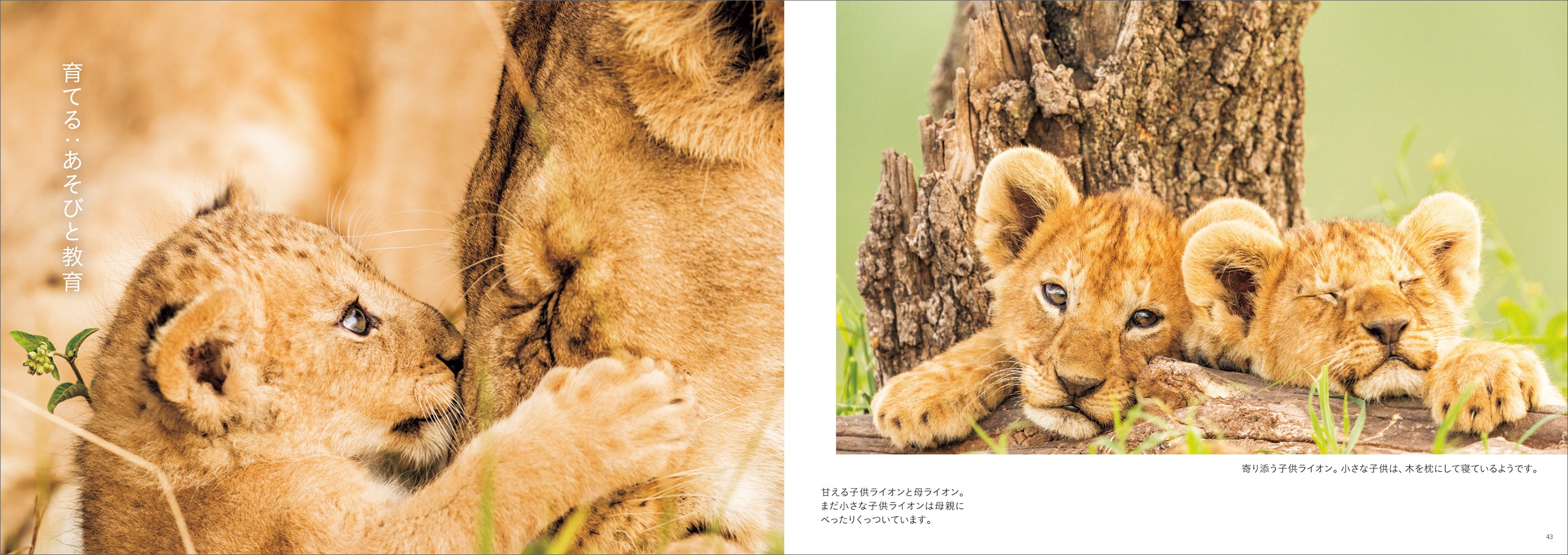 サバンナに生きる! ライオン家族の物語 - 株式会社玄光社