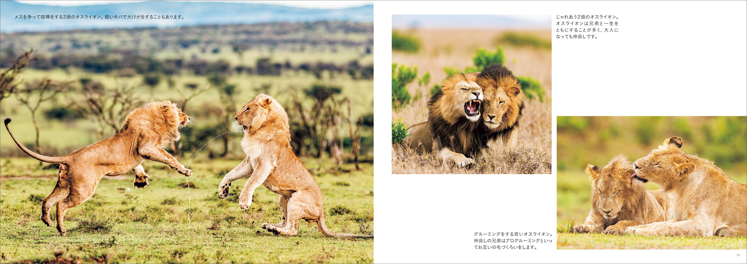 サバンナに生きる! ライオン家族の物語 - 株式会社玄光社