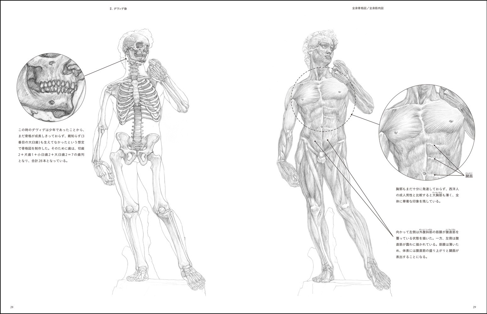 うつくしい美術解剖図 - 株式会社玄光社