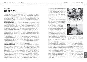 【中古本】中東・オリエント文化事典 中東・オリエント文化事典 - 丸善出版 理工・医学・人文社会科学の専門