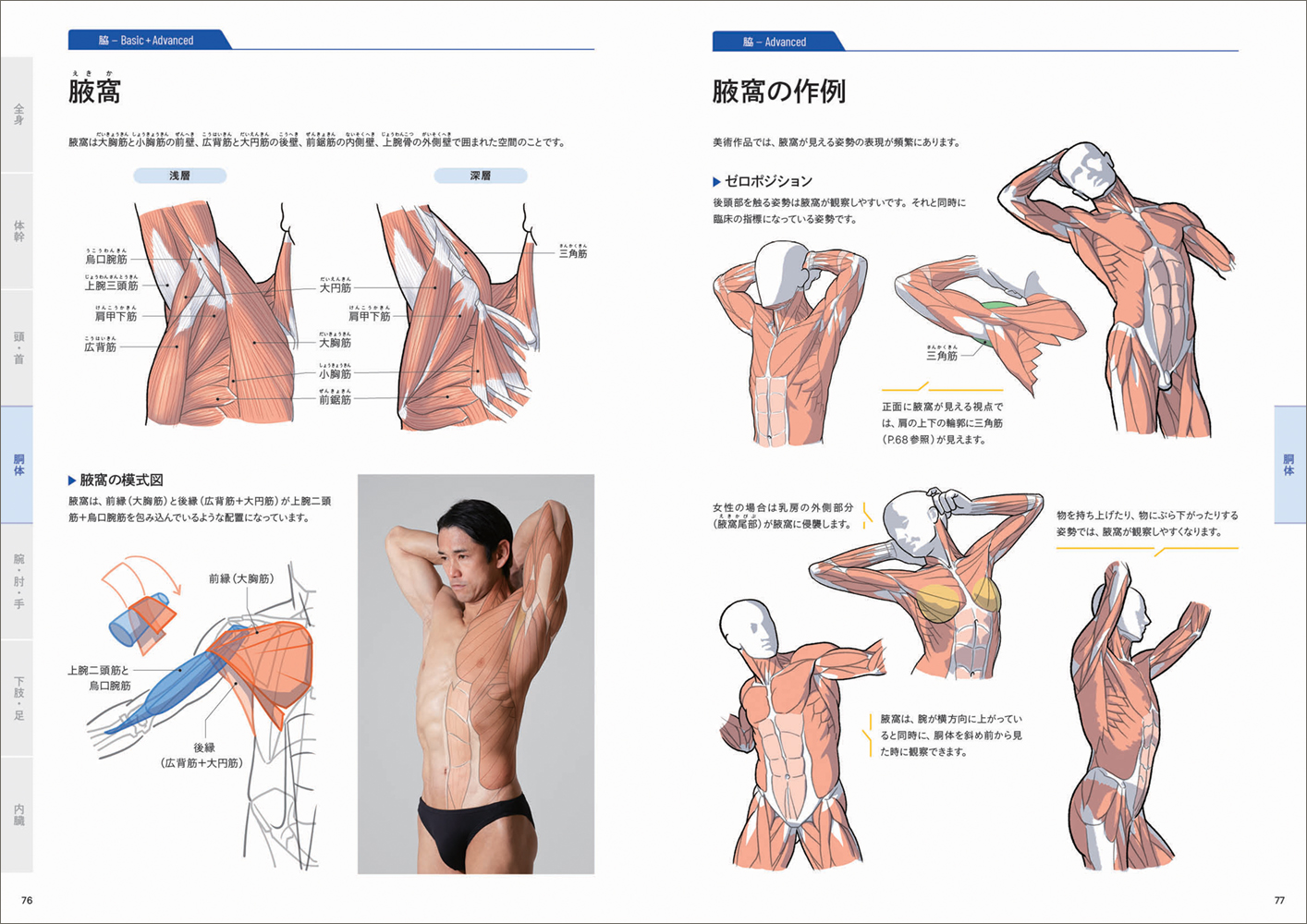 人体解剖学 41v7jx4eEML.jpg_BO30,255,255,