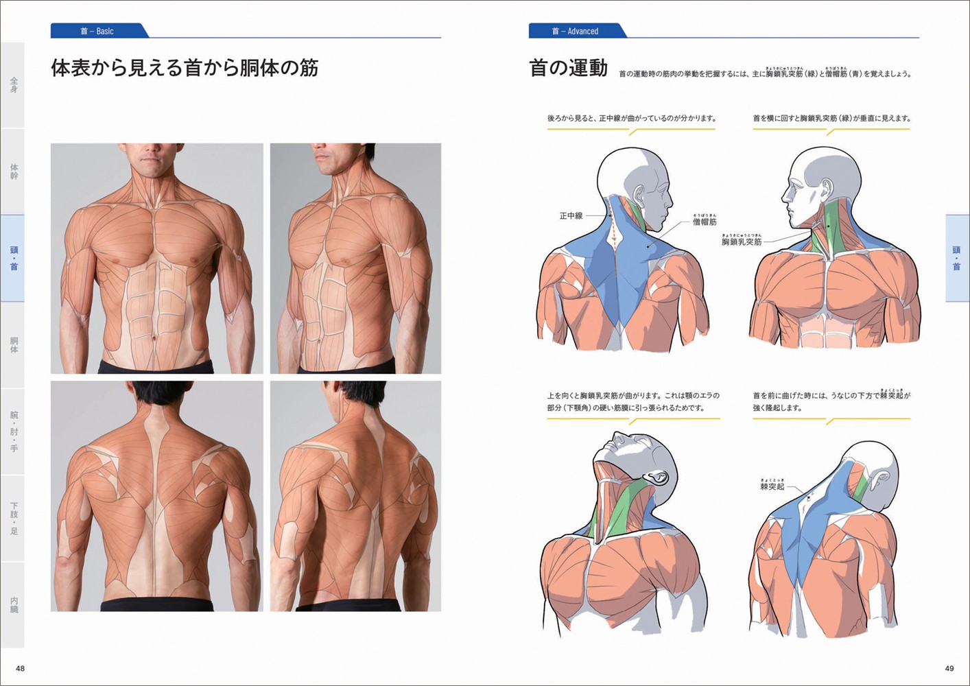 美術解剖図説　オックスフォード オックスフォード美術解剖図説(スティーブン・R.ペック 著