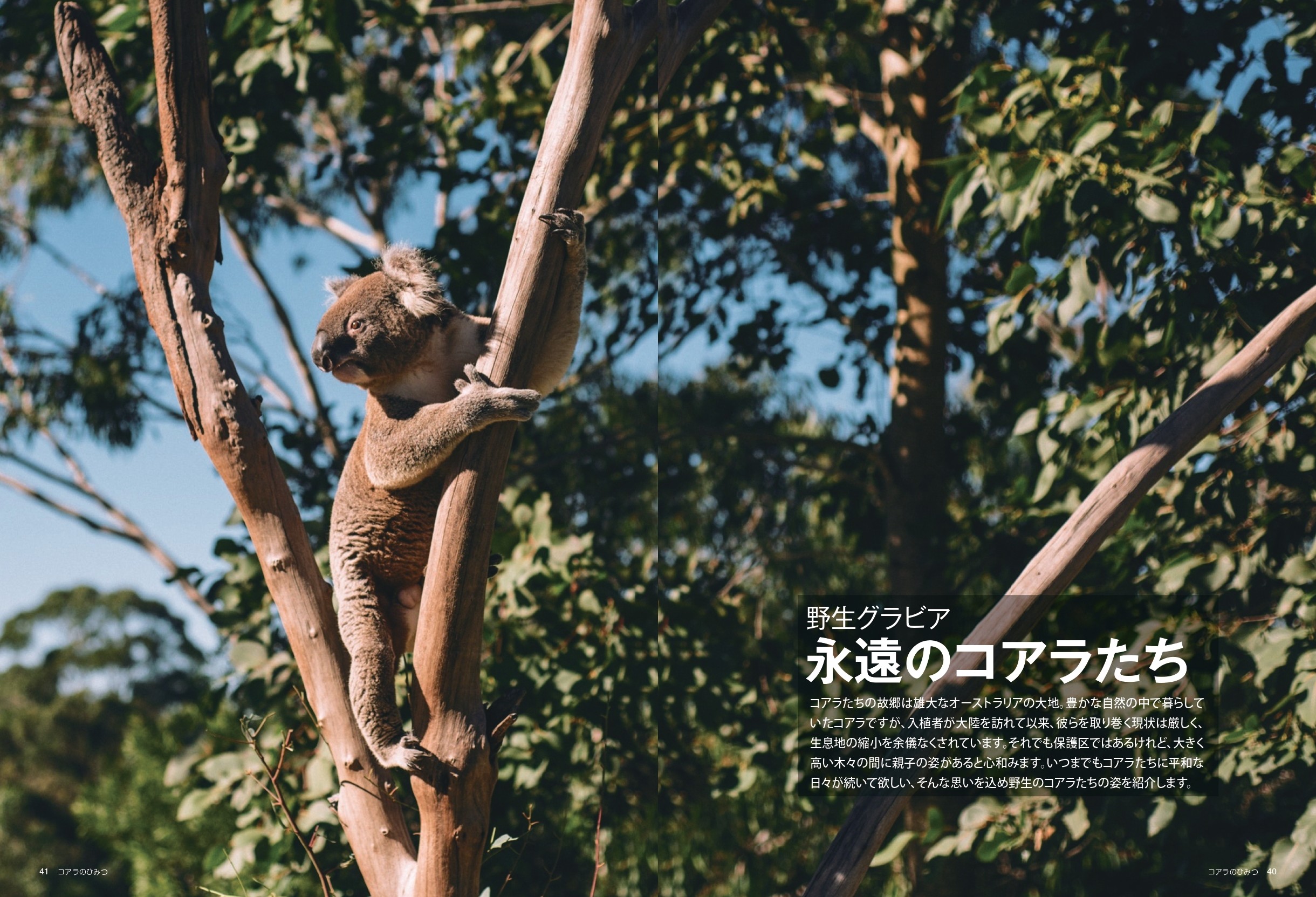 コアラのひみつ - 株式会社カンゼン