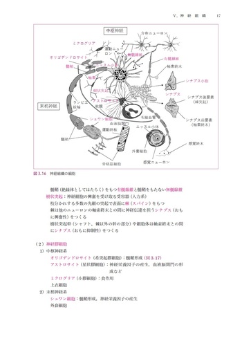 看護学生のための徹底解剖学講義 - 丸善出版 理工・医学・人文