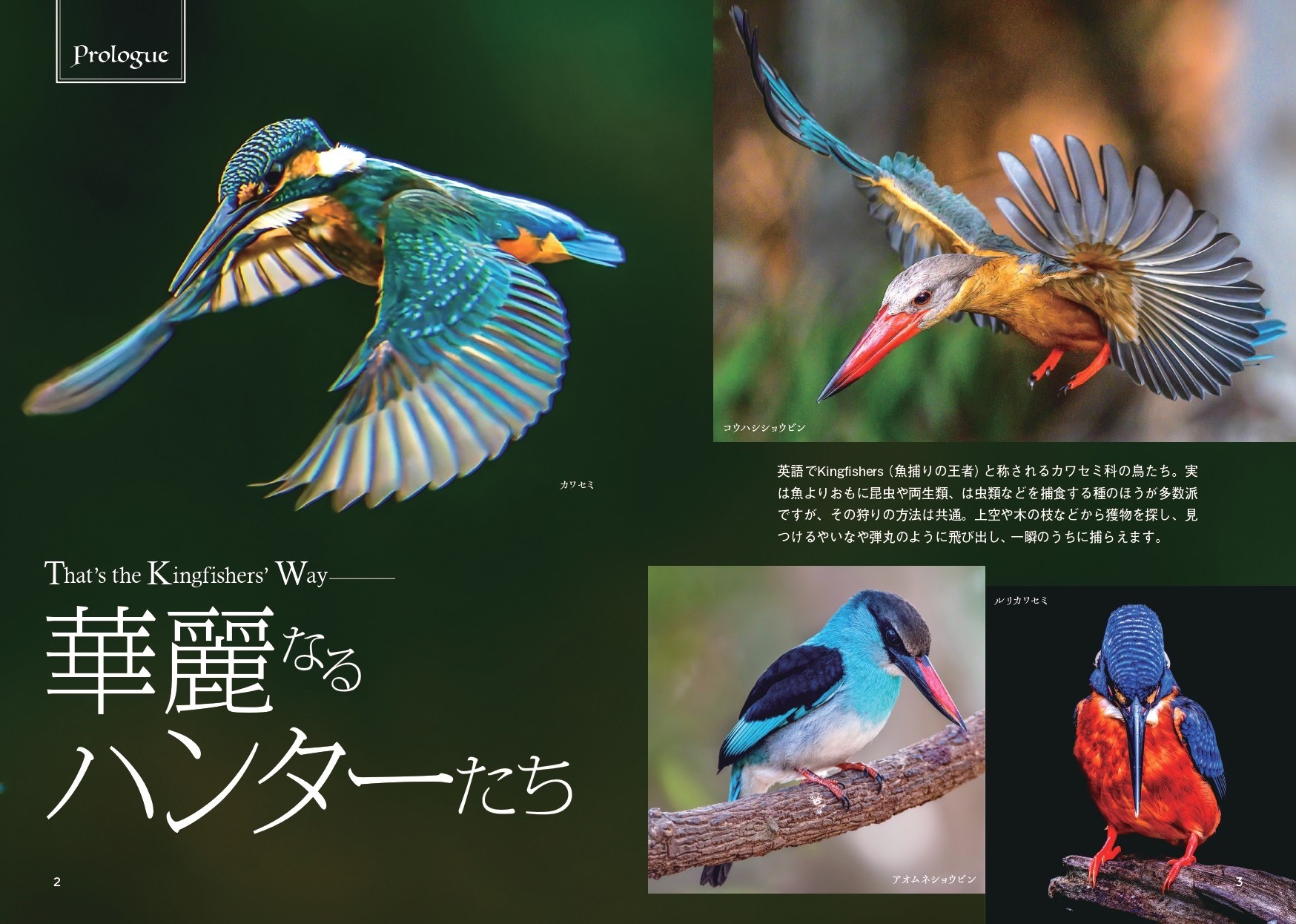 カワセミ せかいのカワセミ - 株式会社カンゼン