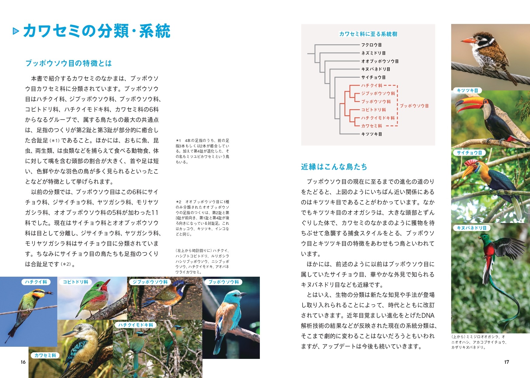 せかいのカワセミ - 株式会社カンゼン