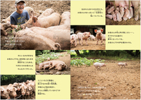 子ブタたちはどう生きたのか ぶぅふぅうぅ農園の7か月 - 株式会社岩崎