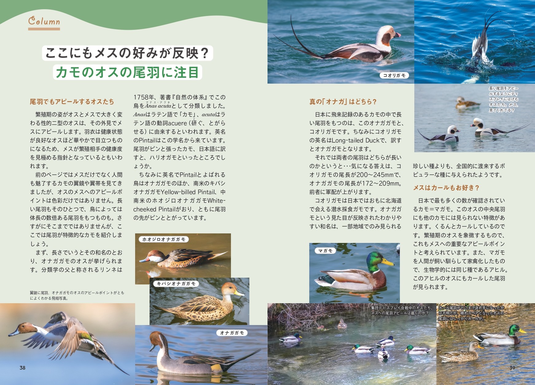 にっぽんのカモ - 株式会社カンゼン