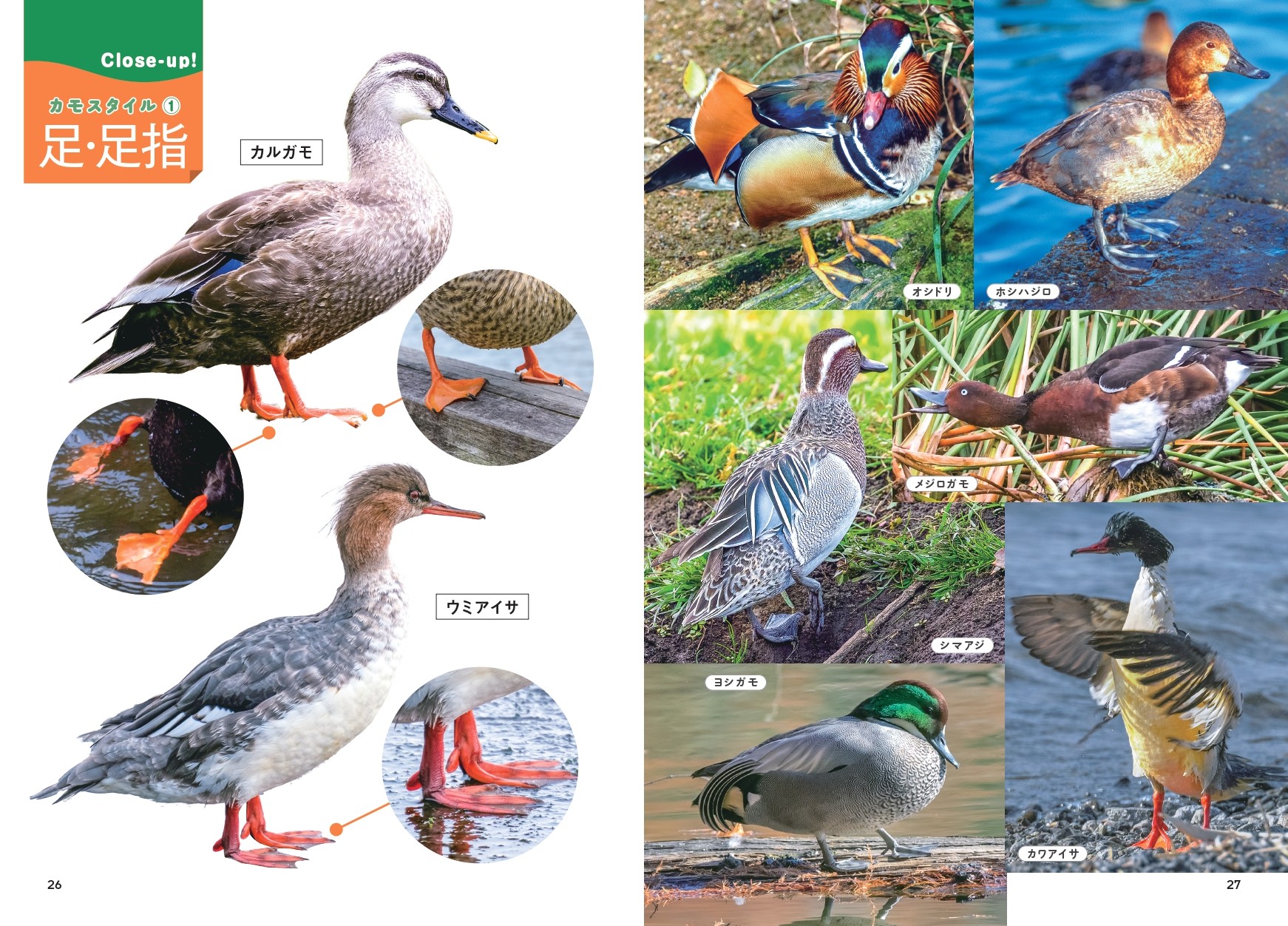 にっぽんのカモ - 株式会社カンゼン