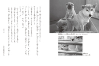 捨て犬・きららとネリかあさん - 株式会社岩崎書店 この1冊が未来をつくる