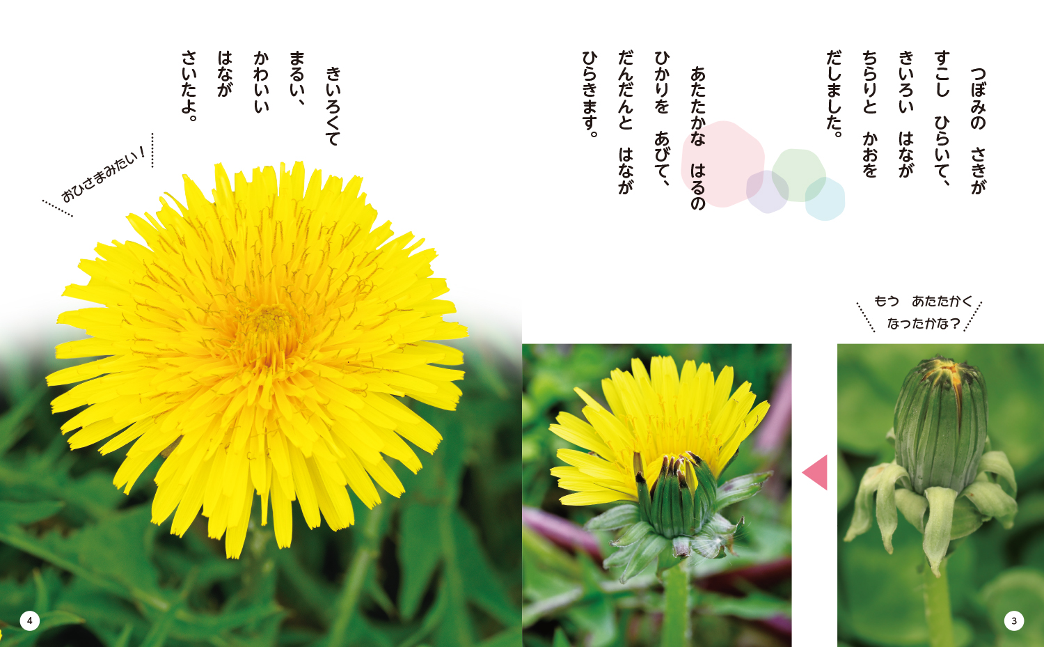 いちねんせいからよめる！ つぼみをみつけたよ（全4） - 株式会社岩崎
