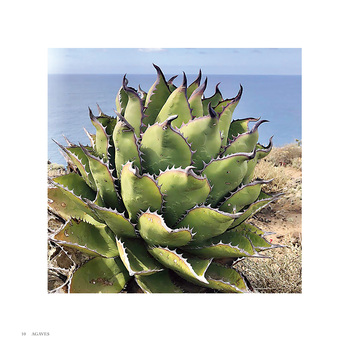 AGAVES～アガベ～ - 株式会社日本文芸社