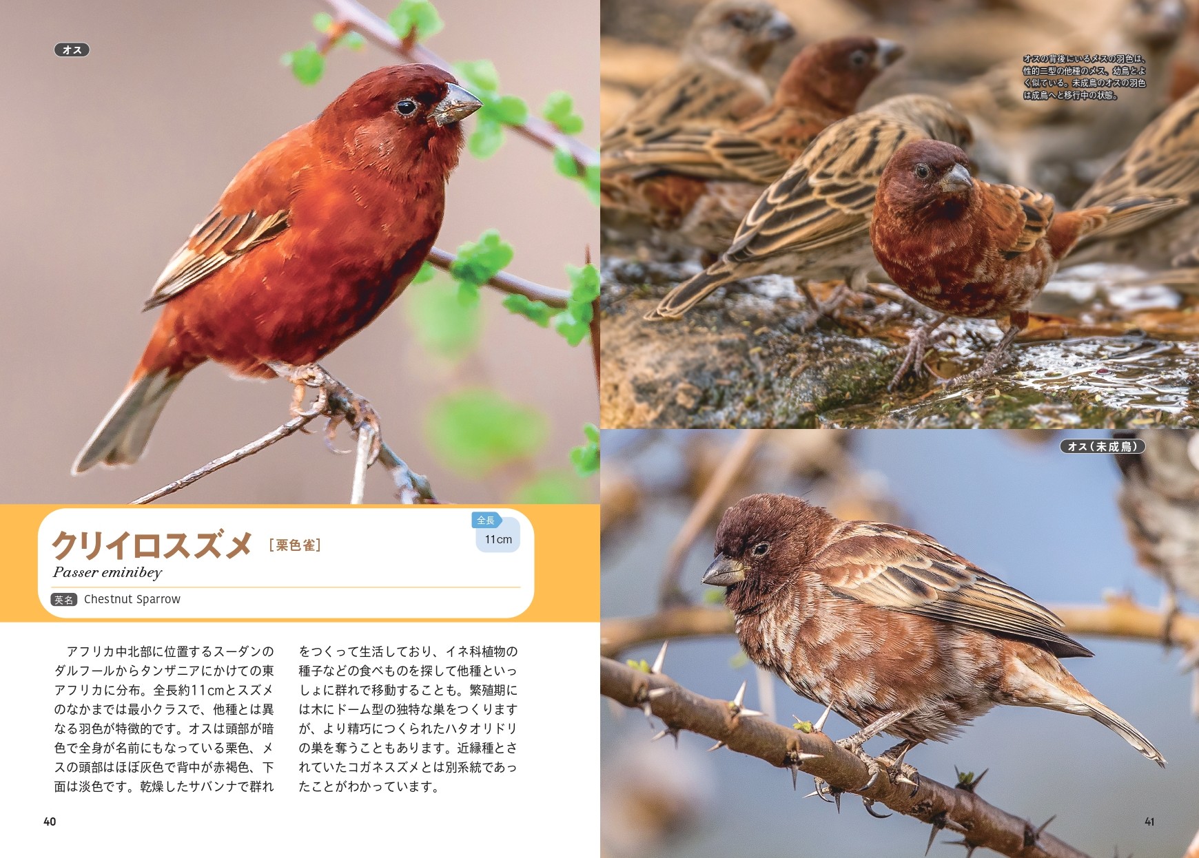 せかいのスズメ - 株式会社カンゼン