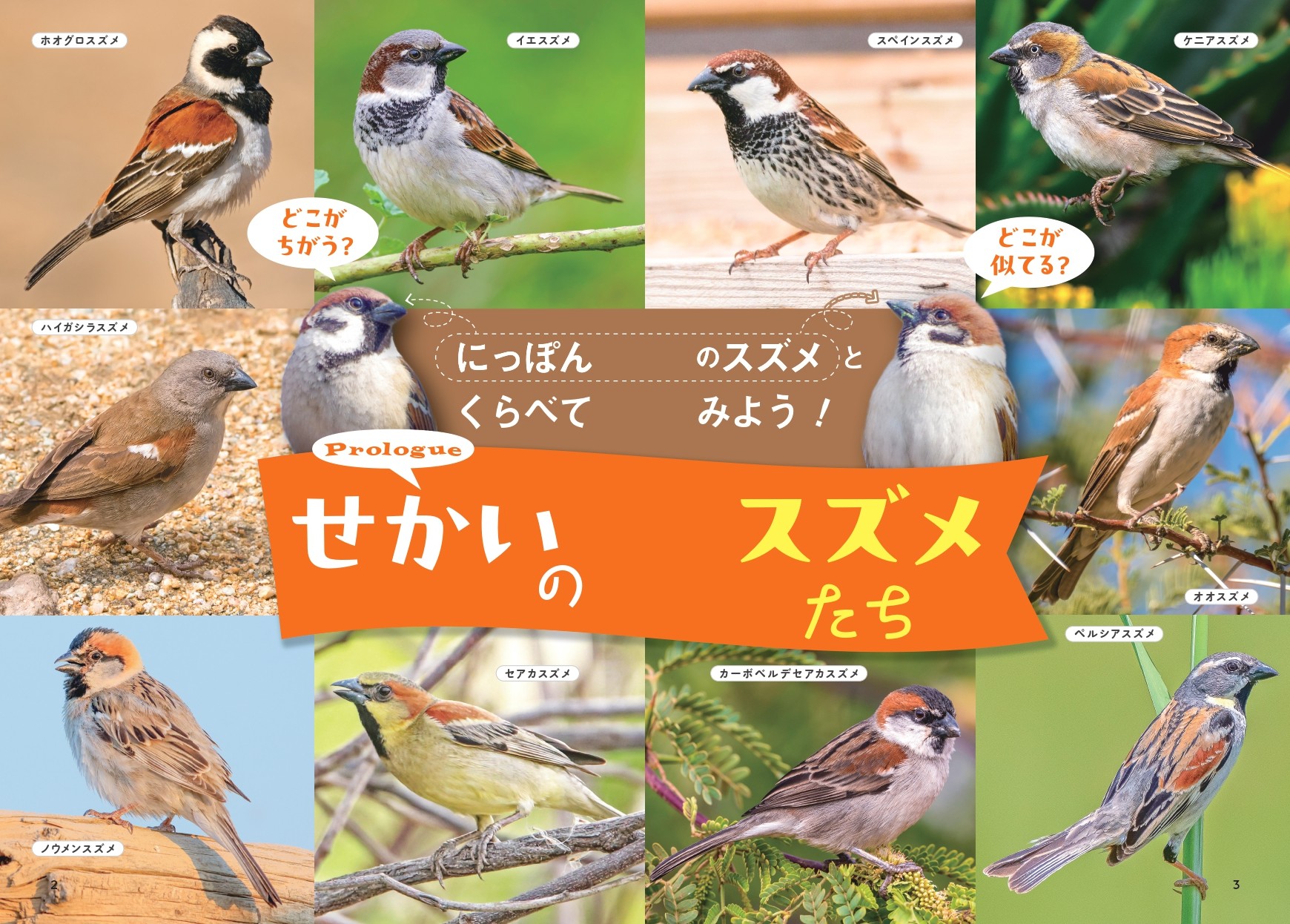 せかいのスズメ - 株式会社カンゼン