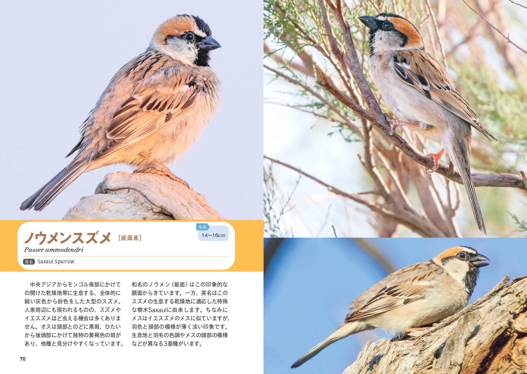 せかいのスズメ - 株式会社カンゼン